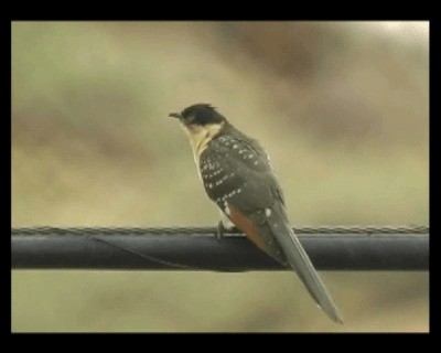 Great Spotted Cuckoo - ML201922231
