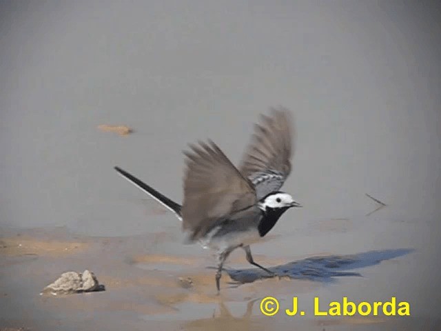 White Wagtail (White-faced) - ML201922621