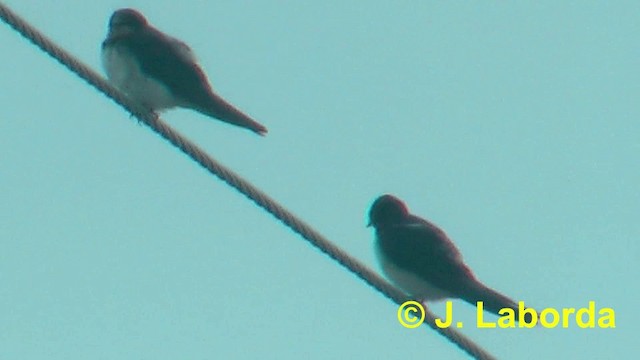 Barn Swallow (White-bellied) - ML201923871