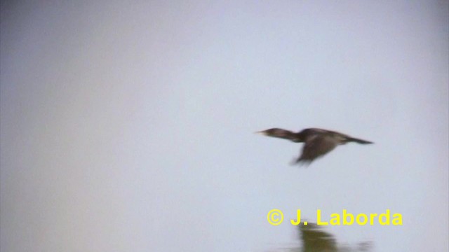 Great Cormorant (Eurasian) - ML201924461