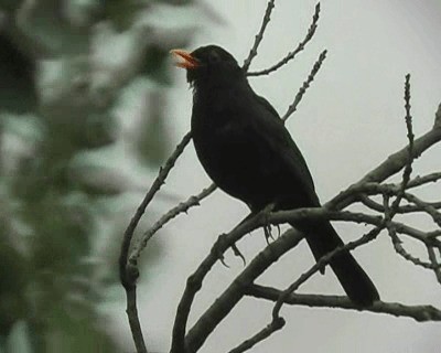 Eurasian Blackbird - ML201925121