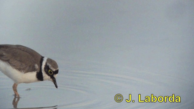 Little Ringed Plover (curonicus) - ML201925661