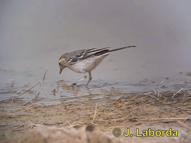 White Wagtail (White-faced) - ML201925851
