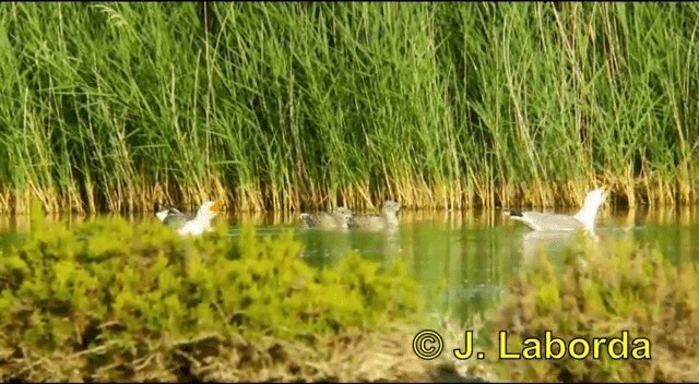 Gaviota Patiamarilla (michahellis) - ML201925971