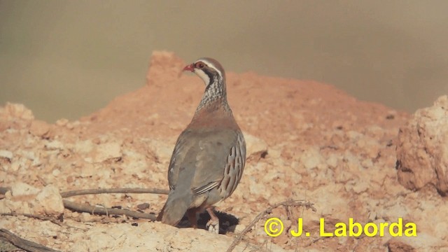 Red-legged Partridge - ML201926021
