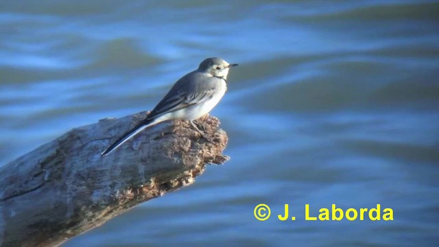 White Wagtail (White-faced) - ML201927281