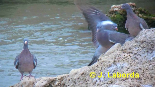 Pigeon ramier (groupe palumbus) - ML201927351
