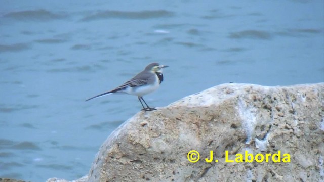White Wagtail (White-faced) - ML201927381