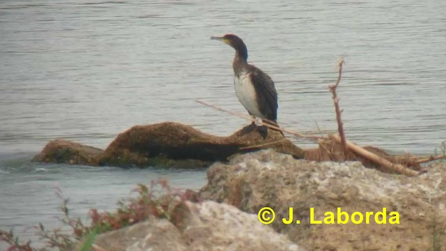 Great Cormorant (Eurasian) - ML201927461
