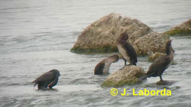 Great Cormorant (Eurasian) - ML201927571