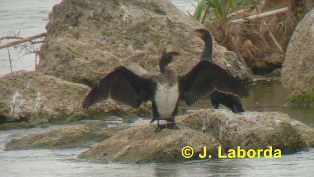Great Cormorant (Eurasian) - ML201927621