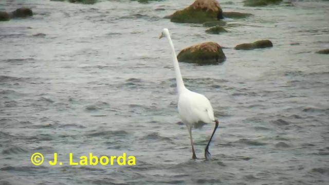 Great Egret (alba) - ML201927681