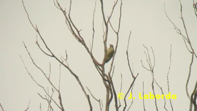 Iberian Green Woodpecker - ML201927971