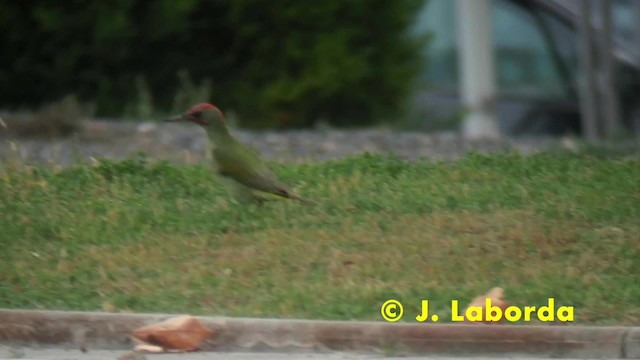Iberian Green Woodpecker - ML201928021