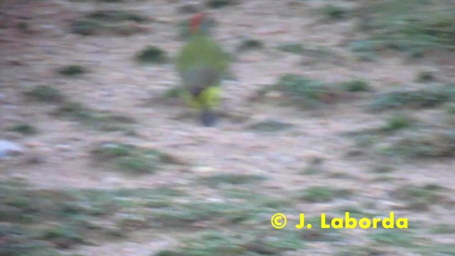 Iberian Green Woodpecker - ML201928041