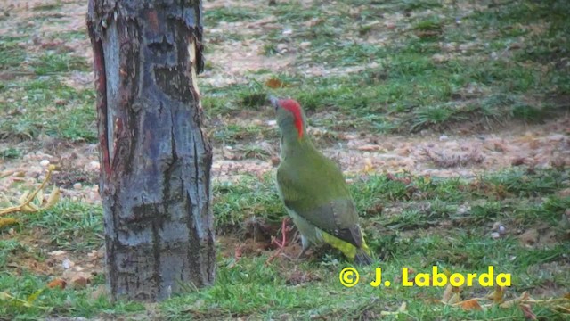 Iberian Green Woodpecker - ML201928061