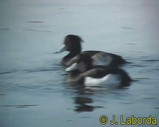 Tufted Duck - ML201928461
