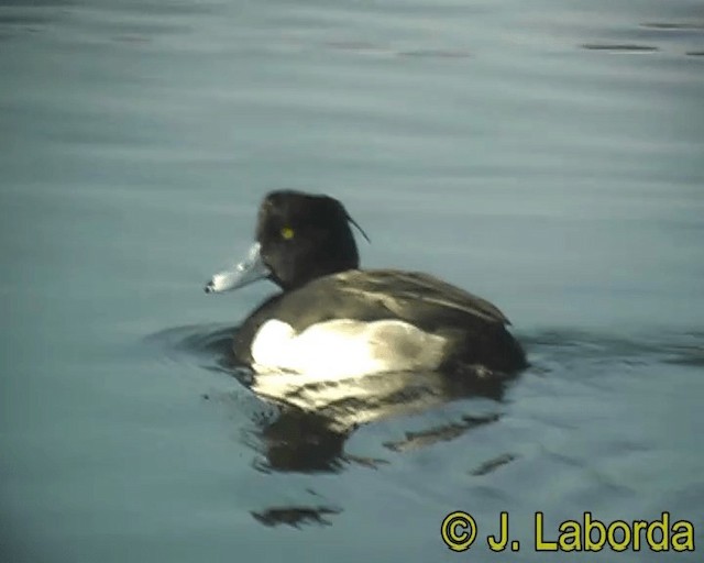 Tufted Duck - ML201928471