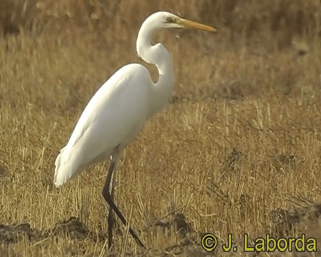 Great Egret (alba) - ML201928501