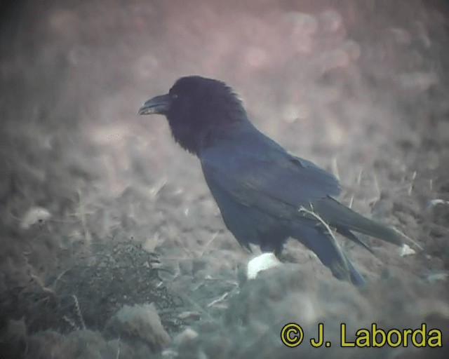 Common Raven - ML201928591