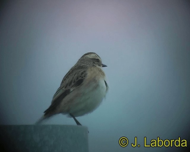 Whinchat - ML201928721