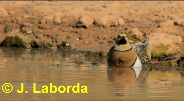 Pin-tailed Sandgrouse (Iberian) - ML201929071