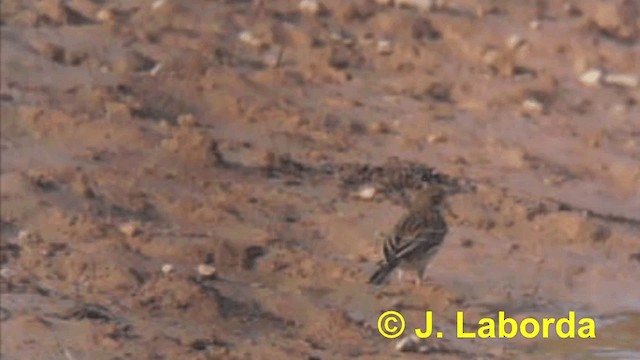 Meadow Pipit - ML201929511