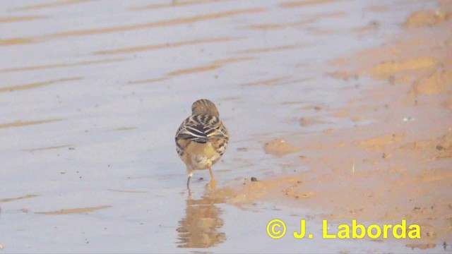 Meadow Pipit - ML201929551