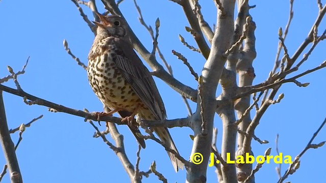 Mistle Thrush - ML201930521