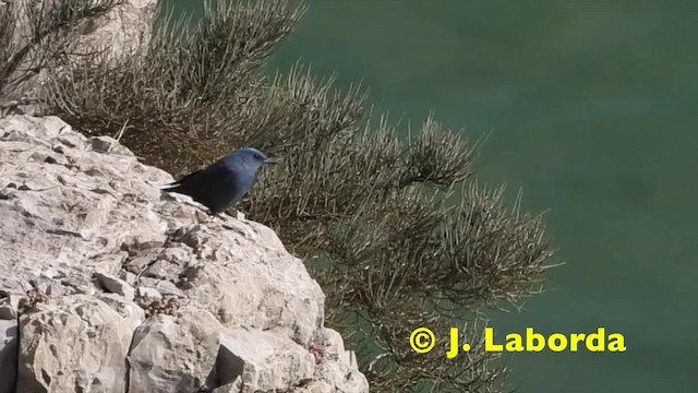 Blue Rock-Thrush (solitarius/longirostris) - ML201930561
