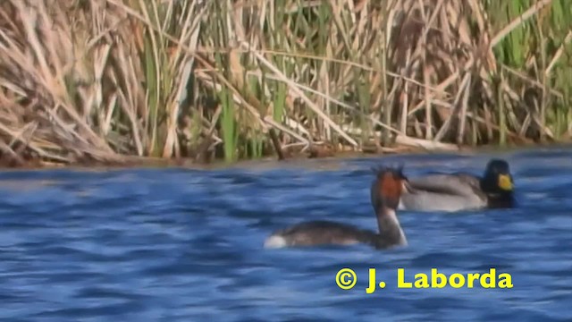 Great Crested Grebe - ML201930791