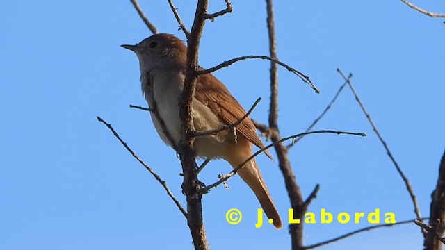 Common Nightingale (megarhynchos/africana) - ML201931001