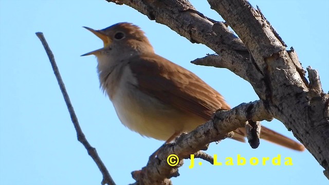 Common Nightingale (megarhynchos/africana) - ML201931051