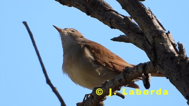 Common Nightingale (megarhynchos/africana) - ML201931071