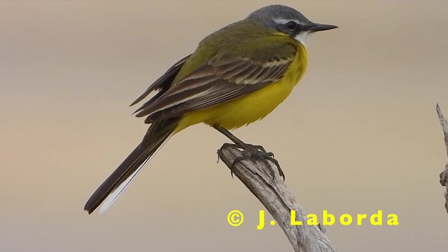 נחליאלי צהוב (iberiae) - ML201931161