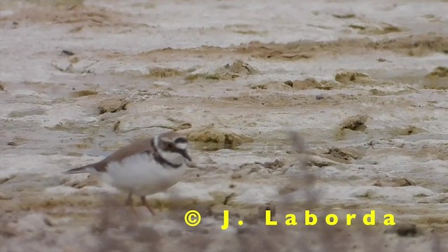 Little Ringed Plover (curonicus) - ML201931211