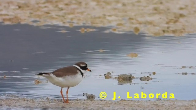 Common Ringed Plover - ML201931221