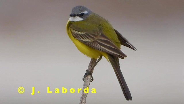 Жёлтая трясогузка (iberiae) - ML201931241