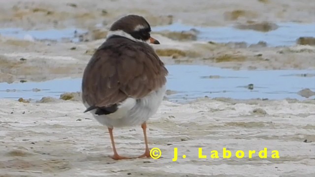 Common Ringed Plover - ML201931301