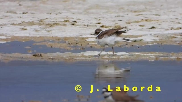 Little Ringed Plover (curonicus) - ML201931361