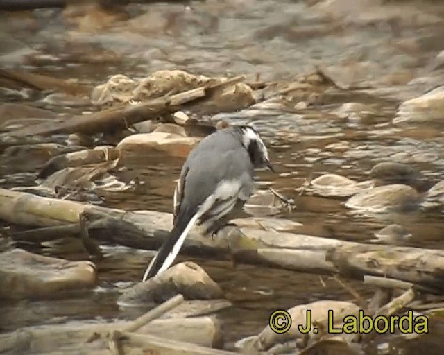 White Wagtail (White-faced) - ML201931721
