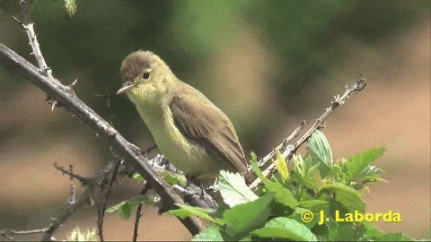 Melodious Warbler - ML201931801