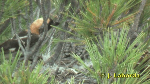 Woodchat Shrike (Western) - ML201932041