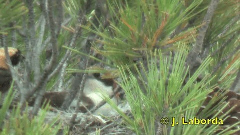 Woodchat Shrike (Western) - ML201932051