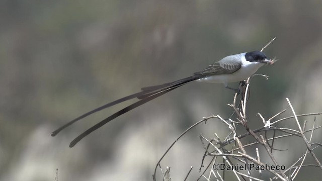 Fork-tailed Flycatcher (savana) - ML201932091
