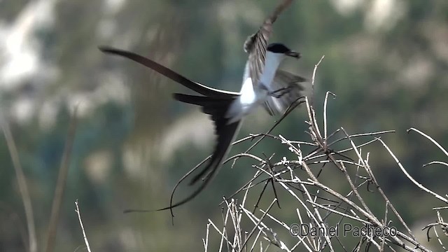 Fork-tailed Flycatcher (savana) - ML201932101
