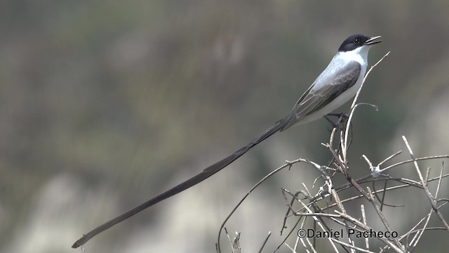 Fork-tailed Flycatcher (savana) - ML201932131