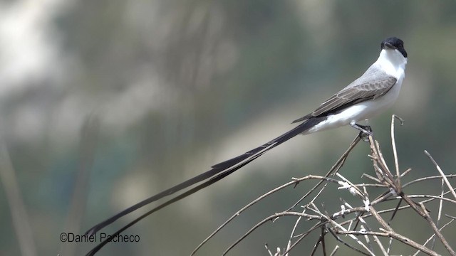 Fork-tailed Flycatcher (savana) - ML201932141