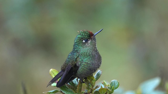 kolibřík Herranův - ML201932181