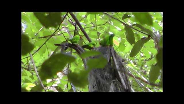 Sulawesi Hanging-Parrot - ML201932511